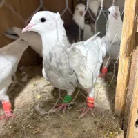 طوقی مفلق