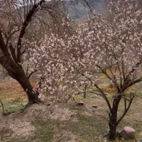 سرویس مدارس