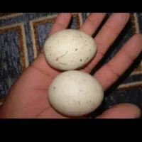 کارشناسی شهاب سنگ الماس آسیاب یاقوت|جواهرات|تهران, فرمانیه|دیوار