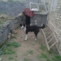 سگ ماده