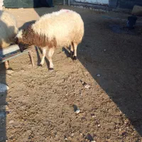 گوسفند دوماه آبستن وبز بزغاله نر|حیوانات مزرعه|دهلران, |دیوار