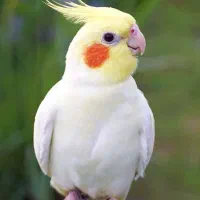 عروس هلندی پیدا شده