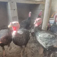 بوقلمون طبیعی اعلا
