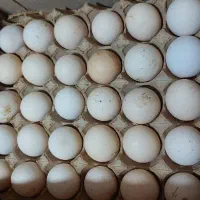 تخم مرغ محلی|خوردنی و آشامیدنی|ارومیه, |دیوار