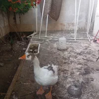 غاز ماده ی جوان