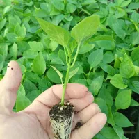 نشا فلفل|خدمات باغبانی و درختکاری|میناب, |دیوار