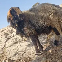 نرمیش ترکی اصل....اطراف لالی|حیوانات مزرعه|لالی, |دیوار