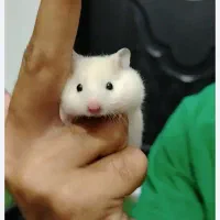 همستر کیوت فروش خیلی فوری به دلیل مسافرت|موش و خرگوش|مشهد, رسالت|دیوار