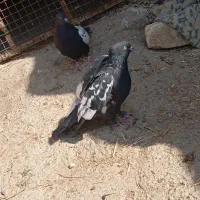 کبوتر|پرنده|مرودشت, کناره|دیوار