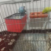 جفت مرغ عشق مس سرحال باقفس معاوضه باعروس پول میدم
