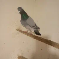 کبوتر|پرنده|رامیان, |دیوار