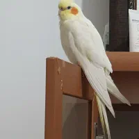 عروس هلندی گمشده