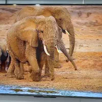 تلویزیون 50 و 55 و 65 و 75 اینچ* بدون سود *