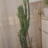 گل و گیاه|گل و گیاه طبیعی|ایوان, |دیوار