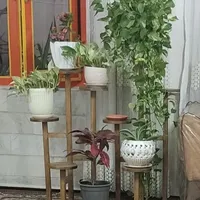 استند چوبی گل