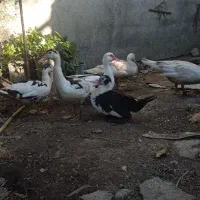 اردک اسرائیلی|حیوانات مزرعه|مزرعه کتول, |دیوار