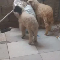 بره نروماده