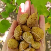 نهال بادام تضمینی و لیبل‌دار
