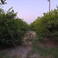 فروش باغ مرکبات|فروش دفتر صنعتی، کشاورزی، تجاری|بهبهان, |دیوار