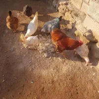 خروس گوشتی و چند عدد مرغ محلی