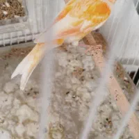 قناری نر|پرنده|مشهد, کاظم آباد پنجشنبه|دیوار