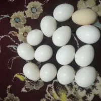 تخم مرغ گلین ریشی|خوردنی و آشامیدنی|فامنین, |دیوار