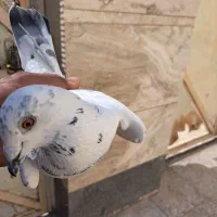 کفتر وپرنده|پرنده|شیراز, شهرک رضوان|دیوار