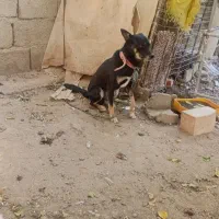 سگ پاکوتاه|سگ|جیرفت, |دیوار