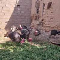 چهار جفت بقلمون محلی یک ساله