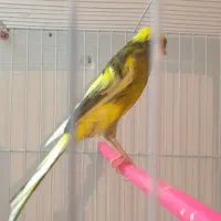 قناری ماده ابلغ کشیده بلند|پرنده|مشهد, ولیعصر (شهرک غرب)|دیوار