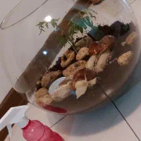 فروش حلزون آچاتینا|خزنده|اصفهان, بهار آزادی|دیوار