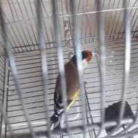 سهره 2500|پرنده|شیراز, بریجستون|دیوار