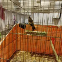 جوجه سهره|پرنده|تهران, باشگاه نفت|دیوار