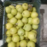 فروش سیب قرمز وسفیدمقدار ۳۰ تن فله|خوردنی و آشامیدنی|سلماس, |دیوار