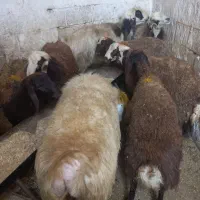 گوشت بره چاق کبابی|خوردنی و آشامیدنی|مسجد سلیمان, |دیوار