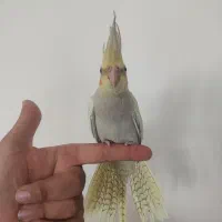 جوجه عروس هلندی۲ ماه