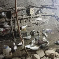 کفتر های عالی