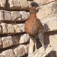 نوچه مرغ و خروس پنج ماه