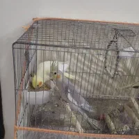 طوطی عروس هلندی ۳ ماهه