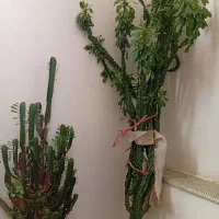 افوربیاپیچ۲متر