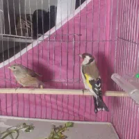 سهره وحشی ماده|پرنده|نقده, |دیوار