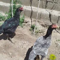 یک عد مرغ و خروس لاری