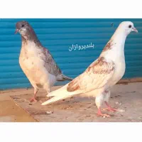 کبوتران گمنام|پرنده|قم, هفت تیر|دیوار