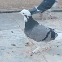 جوجه شازده زرد|پرنده|قم, صفاشهر|دیوار