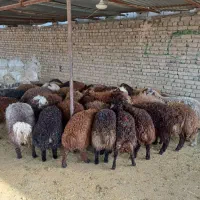 گوسفند تعاونی تنظیم بازار/ خونی ۱۰٪تخفیف ویژه|حیوانات مزرعه|مشهد, توس (بلوار توس)|دیوار
