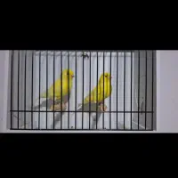 انواع .قناری اورجینال.استاندارد