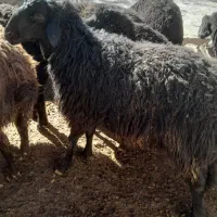 بره قوچ ۱ ساله و۳سال|حیوانات مزرعه|نوبران, |دیوار