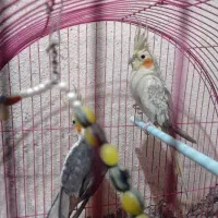 عروس هلندی|پرنده|تبریز, |دیوار