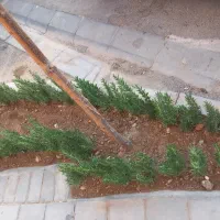 خدمات باغبانی باغچه کاری گلکاری در تمام نقاط تهران|خدمات باغبانی و درختکاری|تهران, جردن|دیوار