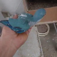 جوجه سرلاکی